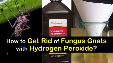 Hydrogen Peroxide and Hair Care: Solutions for Common Hair Problems